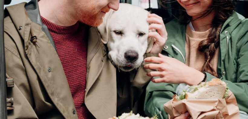 Pet dental care without food advice