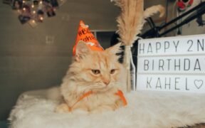 Cat itchy paws early signs and possible causes