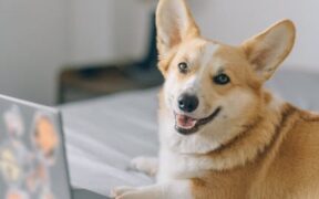 Anxiety in working breed dogs