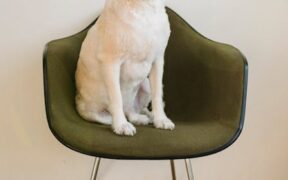 Dog scooting and soft stool digestive and anal signs