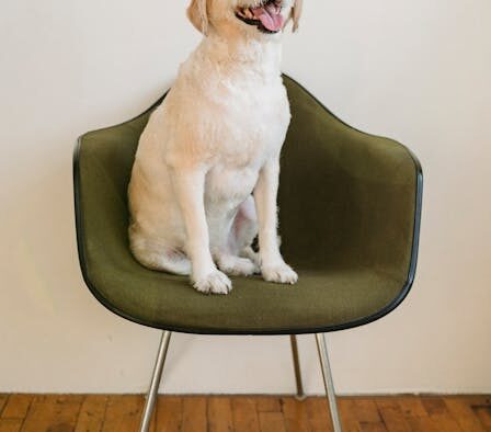 Dog appetite changes with vomiting and soft stool