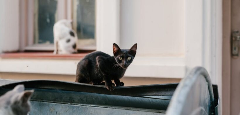 Cat mild diarrhea yet active digestive observation