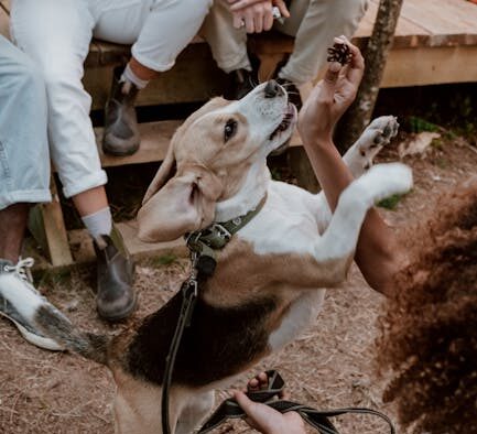 Feeding guide for dogs on long hikes