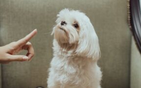 Basic training for dogs that jump on furniture