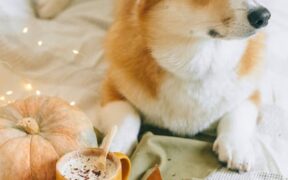 Cinnamon toxicity in pets