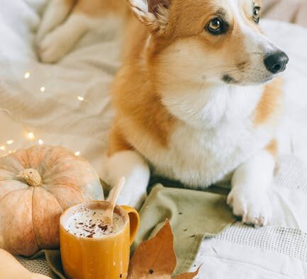 Cinnamon toxicity in pets