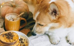 White chocolate toxicity pets