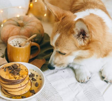 White chocolate toxicity pets