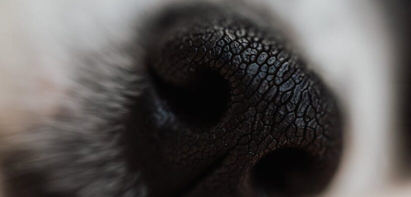 Dog soft skin nodules symptoms and possible causes