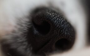 Dog skin odor unusual smell symptoms and possible causes