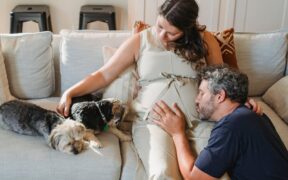 Pet dental care for pets that avoid touch