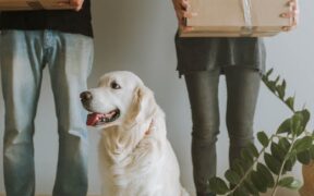 Pet Dental Care Awareness in Modern Pet Care