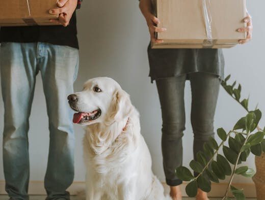 Pet Dental Care Awareness in Modern Pet Care