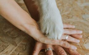 Dog gassiness after certain foods digestive sensitivity