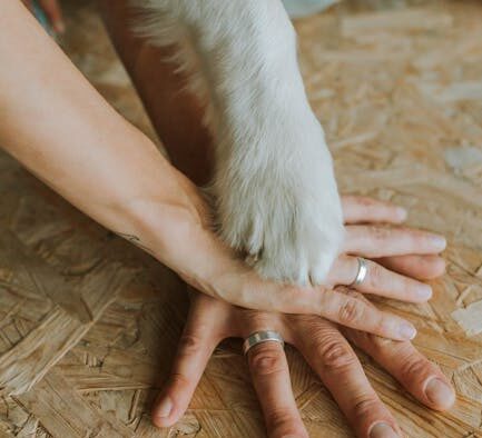 Dog gassiness after certain foods digestive sensitivity