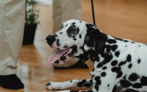 Basic training for dogs in multi pet homes