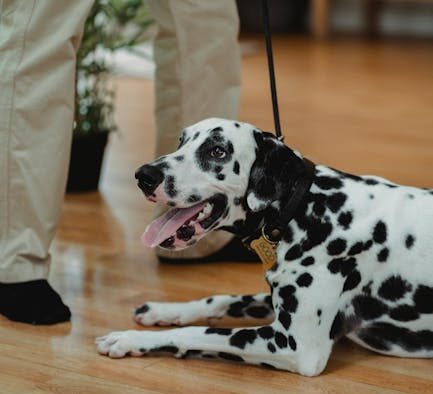 Basic training for dogs in multi pet homes