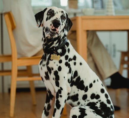 Urine spots in house pets