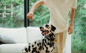 Basic training and play balance for dogs