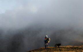 Dog peeing frequently