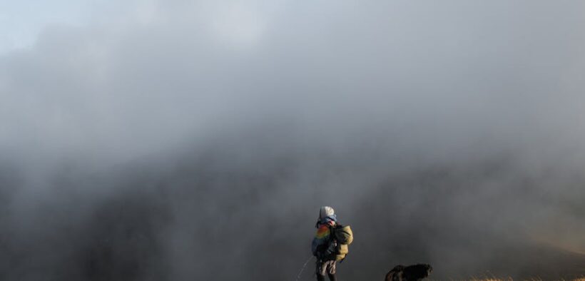 Dog difficulty peeing