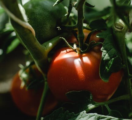 Unripe tomato toxicity cats