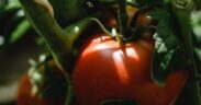 Unripe tomato toxicity dogs