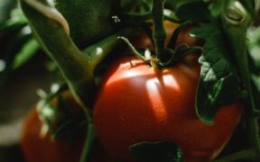 Unripe tomato toxicity dogs