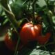 Unripe tomato toxicity dogs