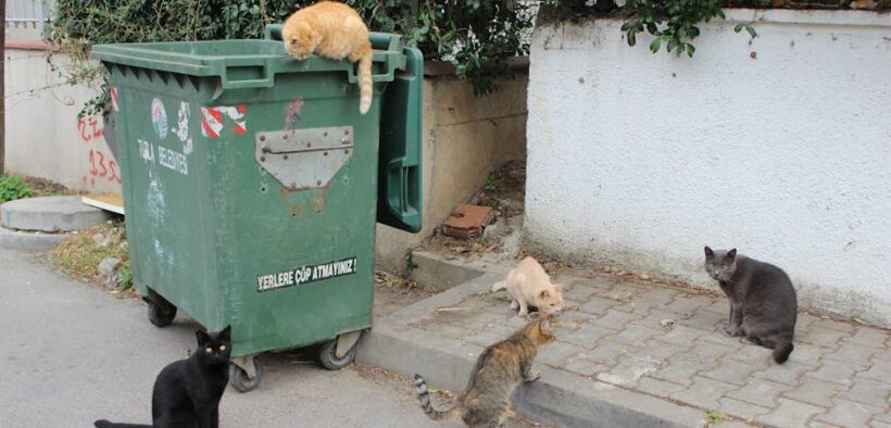 Garbage poisoning in cats