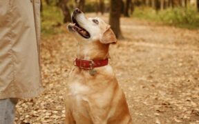 Refreshing sit and stay skills in dogs