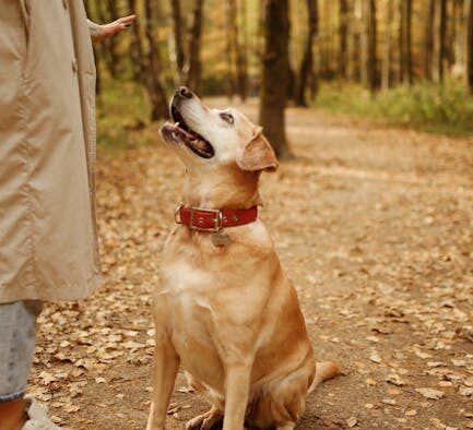 Refreshing sit and stay skills in dogs