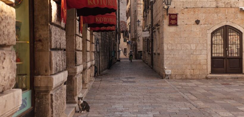 Vaccination guidance for cats living near outdoor colonies