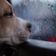 Dog vomiting after long car trips travel related digestive symptom