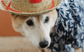 Pet unsure where to urinate