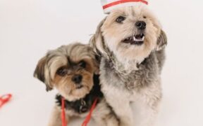 Pet dental care awareness for small dogs