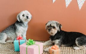 Dogs snapping when surprised