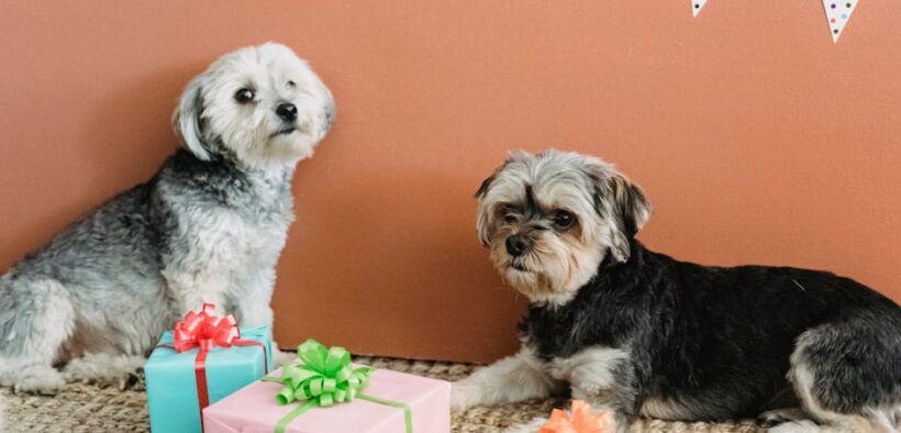 Dogs snapping when surprised