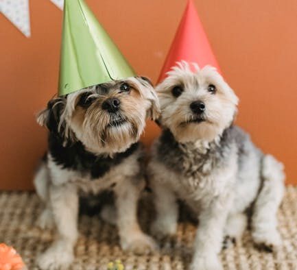 Supplements for toy breed senior dogs