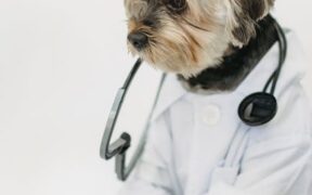 Puppy diarrhea symptoms and when to see a vet