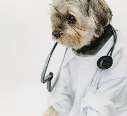 Puppy diarrhea symptoms and when to see a vet