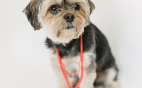 Dog heart murmur signs causes and vet evaluation