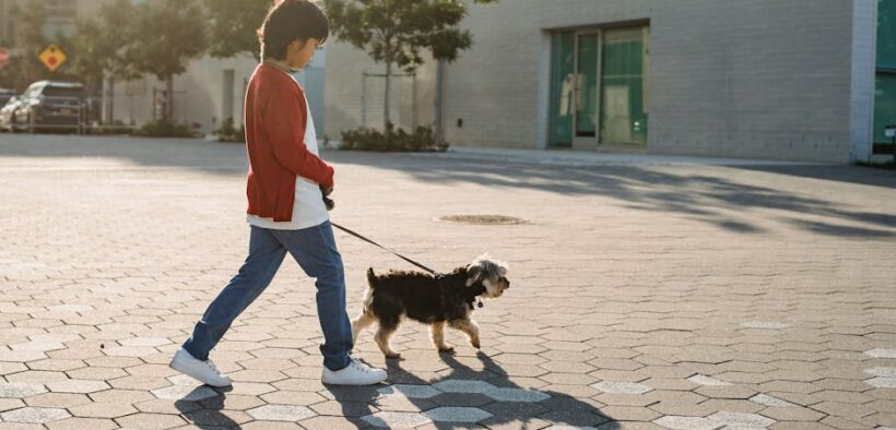 Dog limping after exercise causes monitoring and care