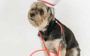 Dog skin bumps on muzzle symptoms and when to see a vet