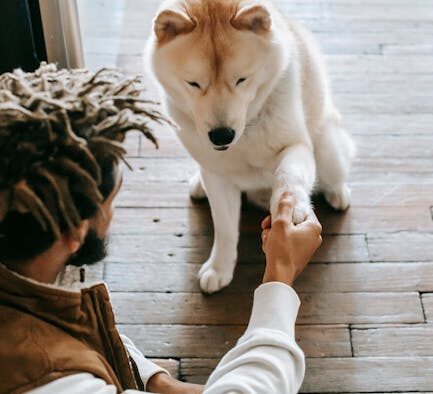 Basic training for dogs who steal food