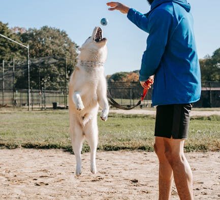 Modifying training for dogs with physical limitations