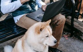 Using kibble as training rewards for dogs