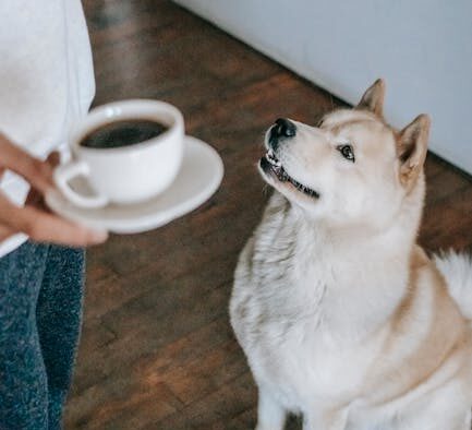 Dog drooling while smelling food but refusing to eat