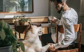 Basic training for apartment dogs