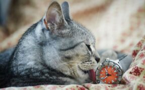 Managing Grooming Time with More Than One Pet